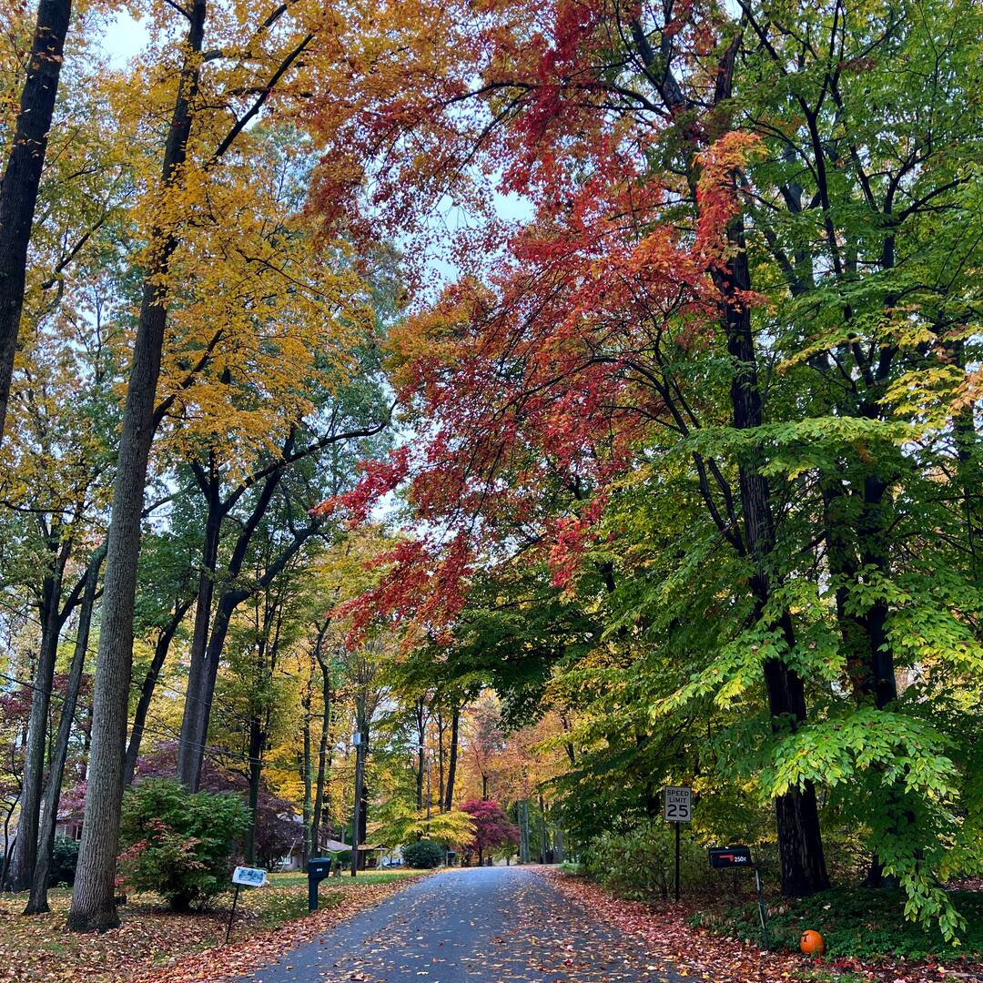 New England Fall foliage 2022