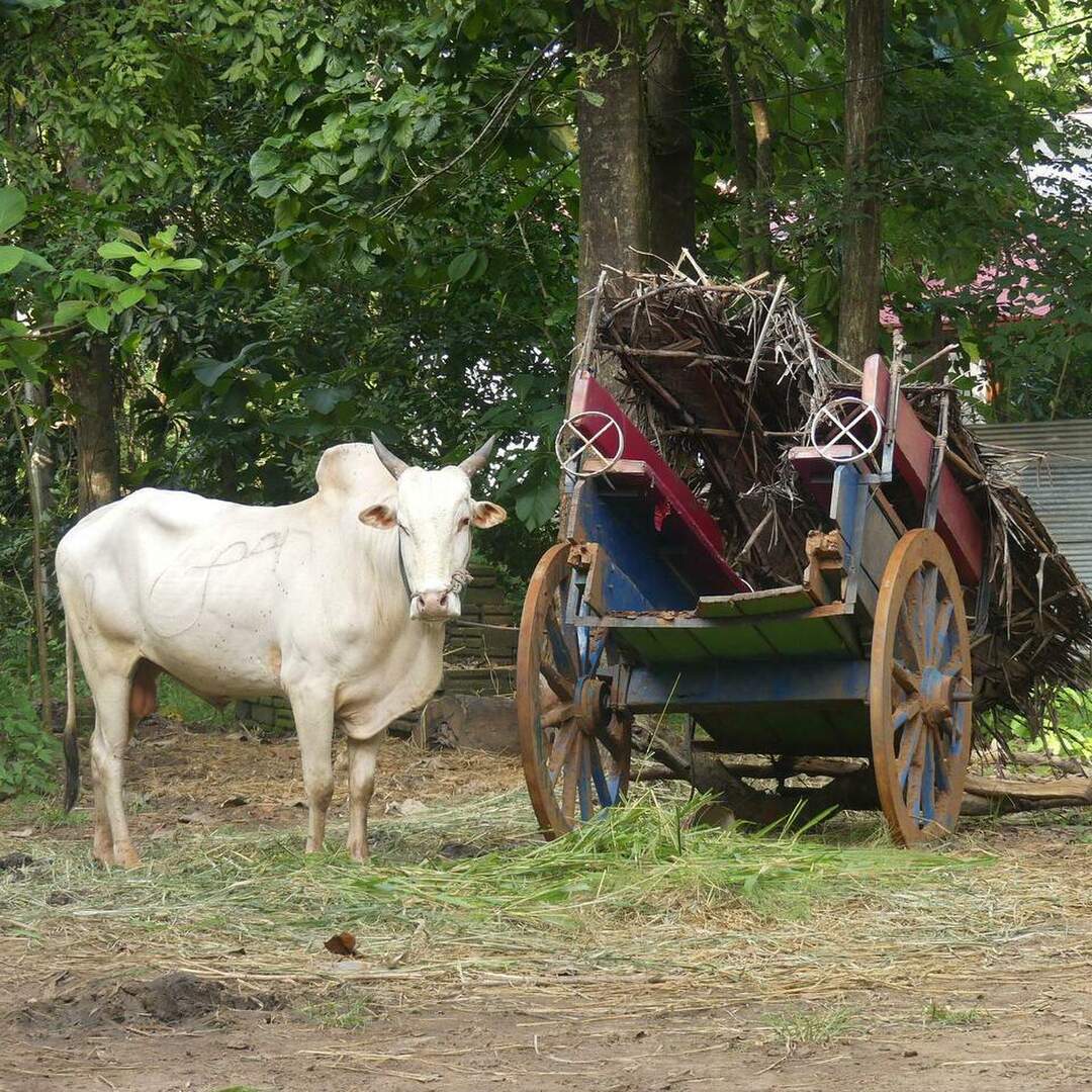 Sri Lanka 2018/19
