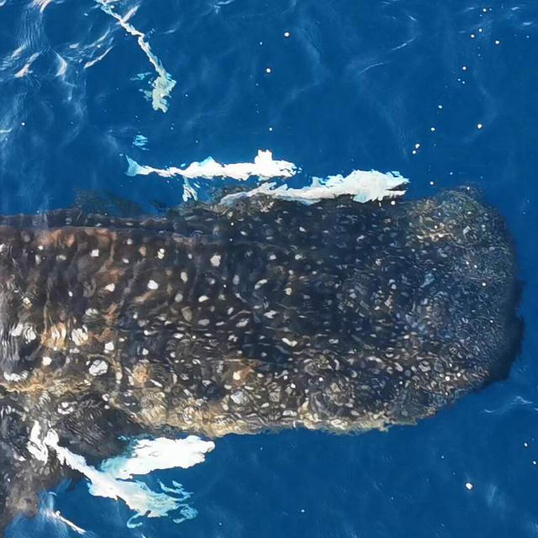 Just dive - El Gouna, Egypt