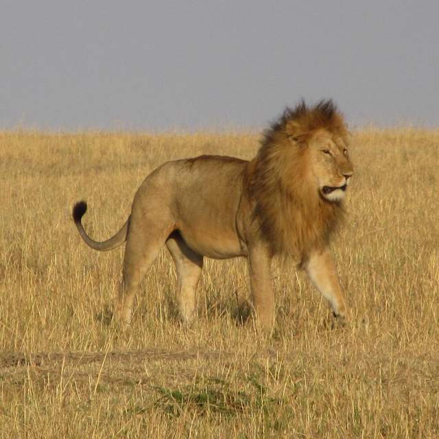 Kenya