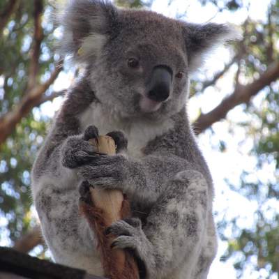 Australia