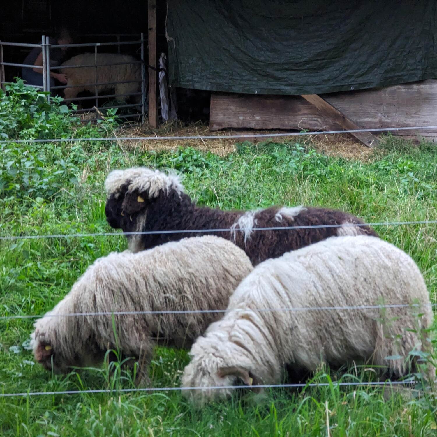 Bei der Familie in Steinhude
