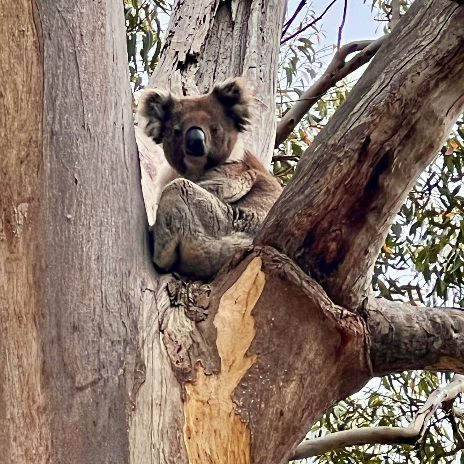Kangaroo Island adventures