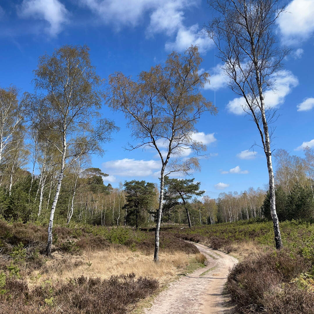 Wandeltocht Veluwe