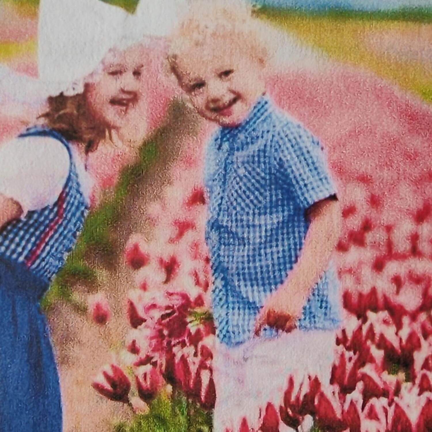 Tulpenblüte in Holland