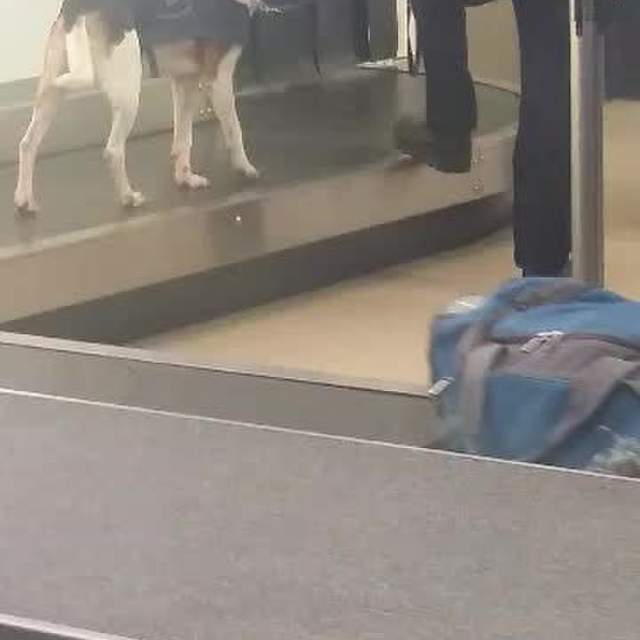 A lap of Tassie - you devil