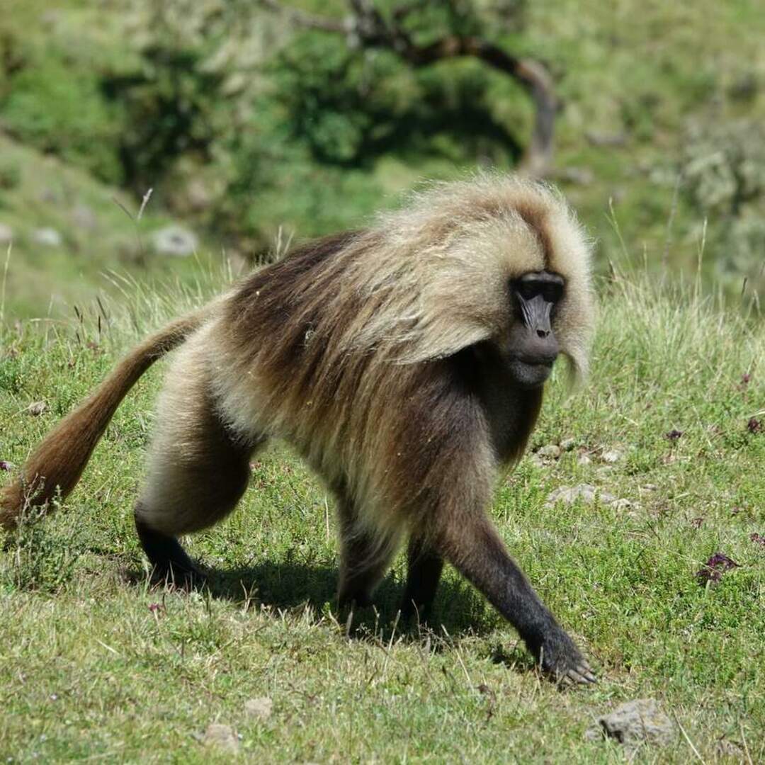 Ethiopia in Depth