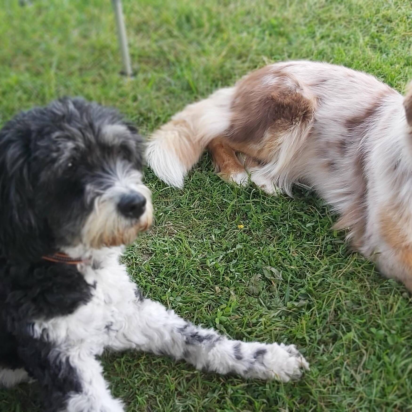 Drakenburg a. d. Weser