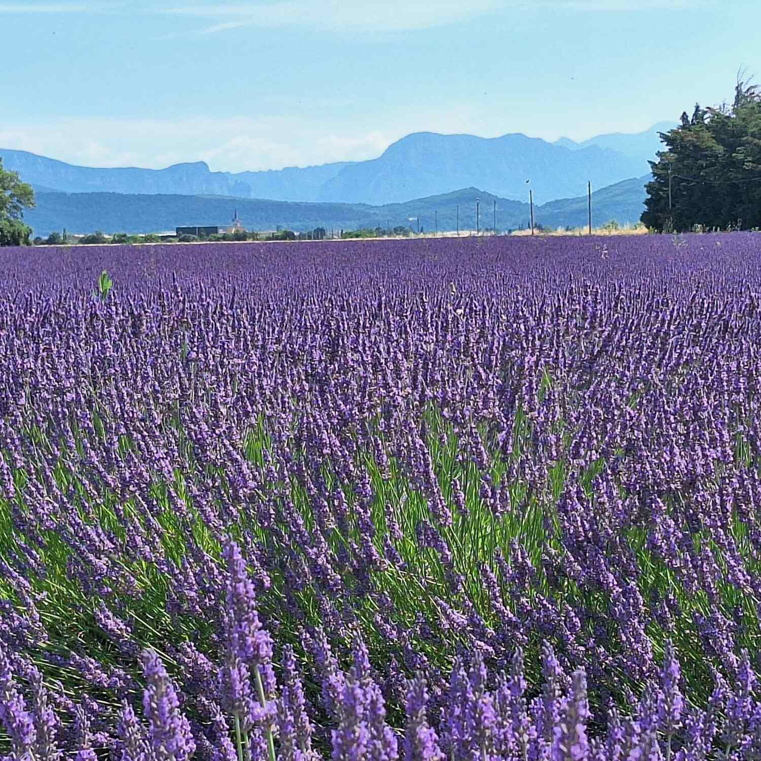 Provence 2024