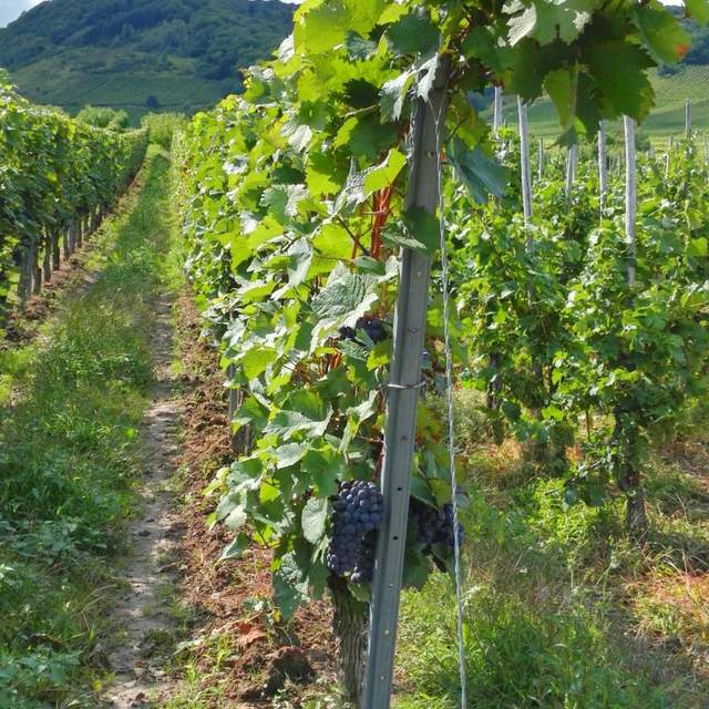 Mosel Urlaub