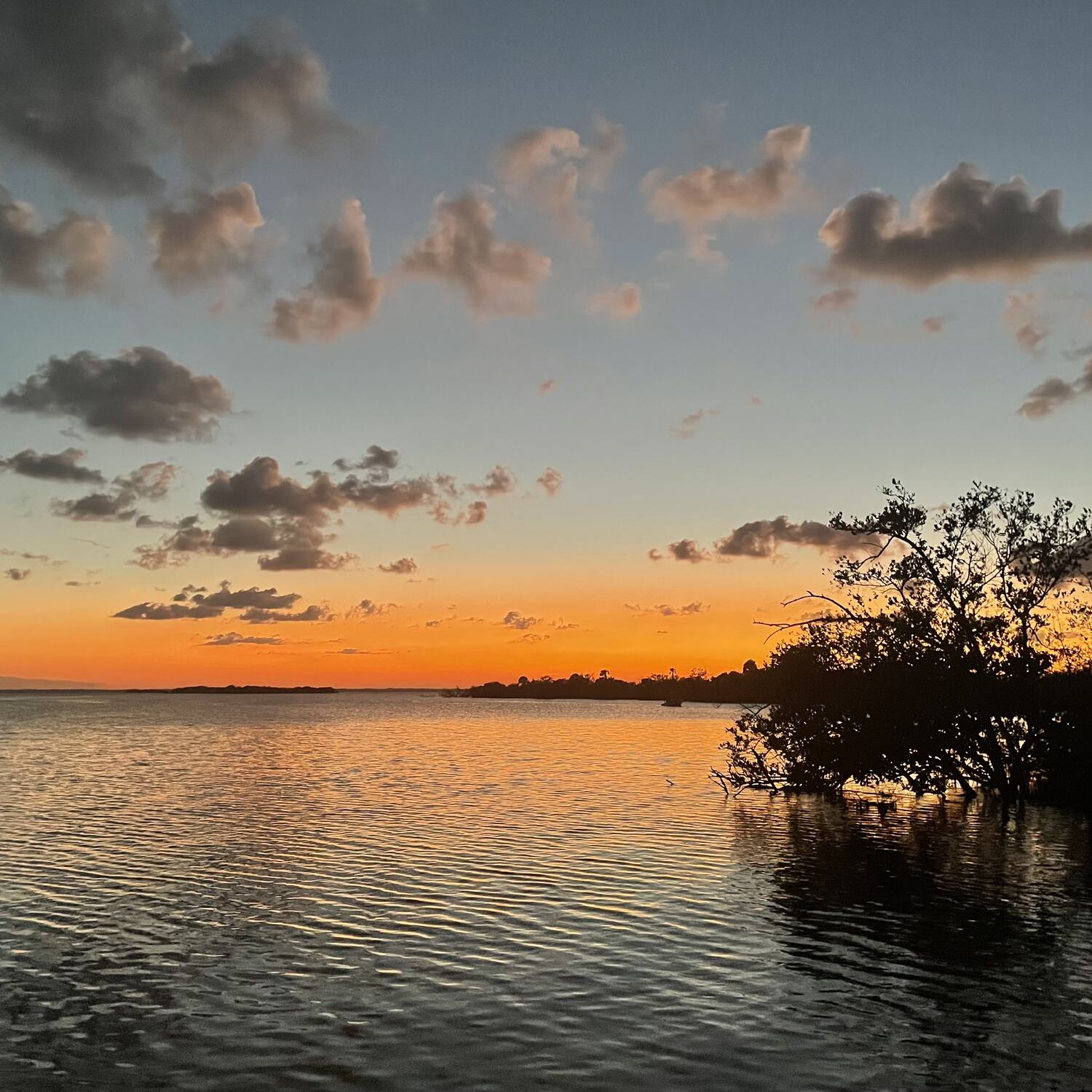 Bioluminescent Kayaking