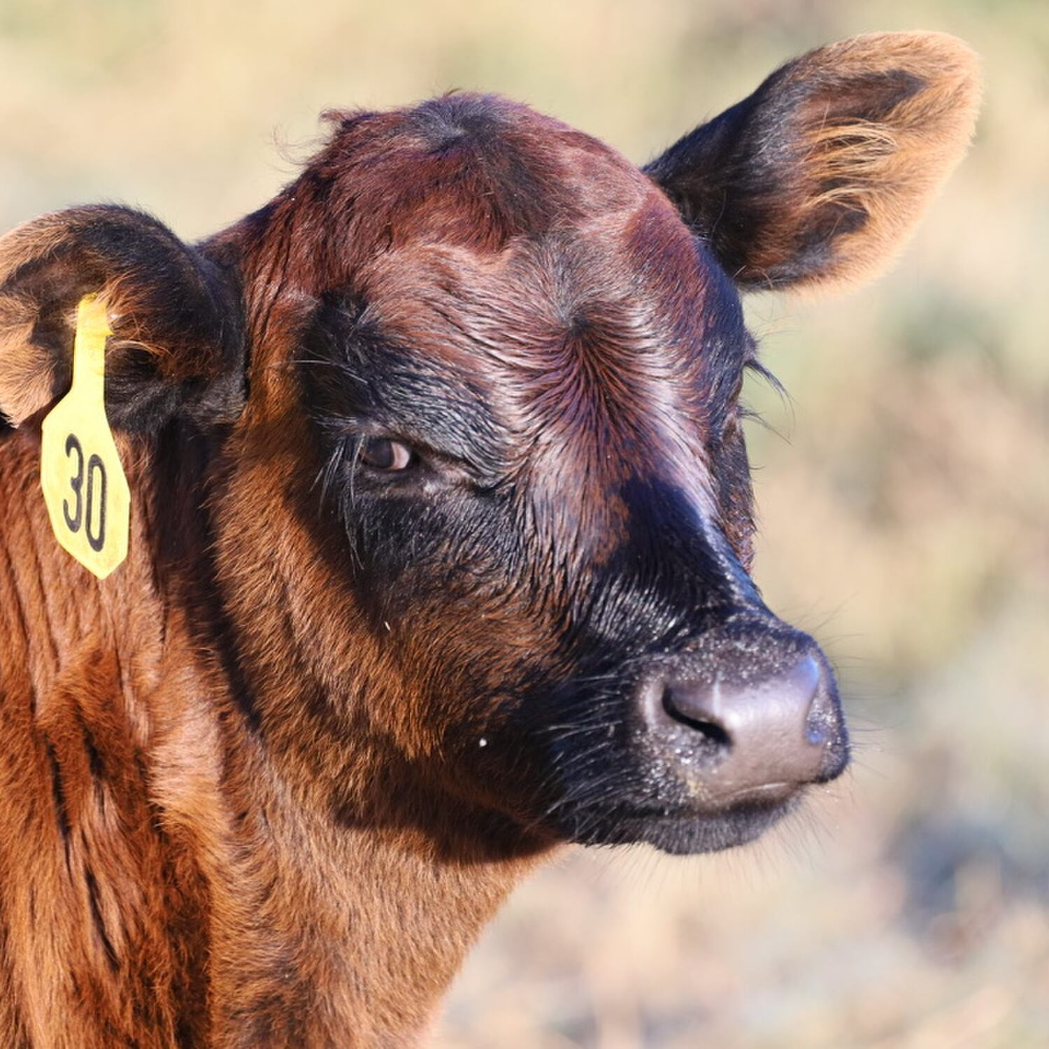 Thanksgiving on the Ranch