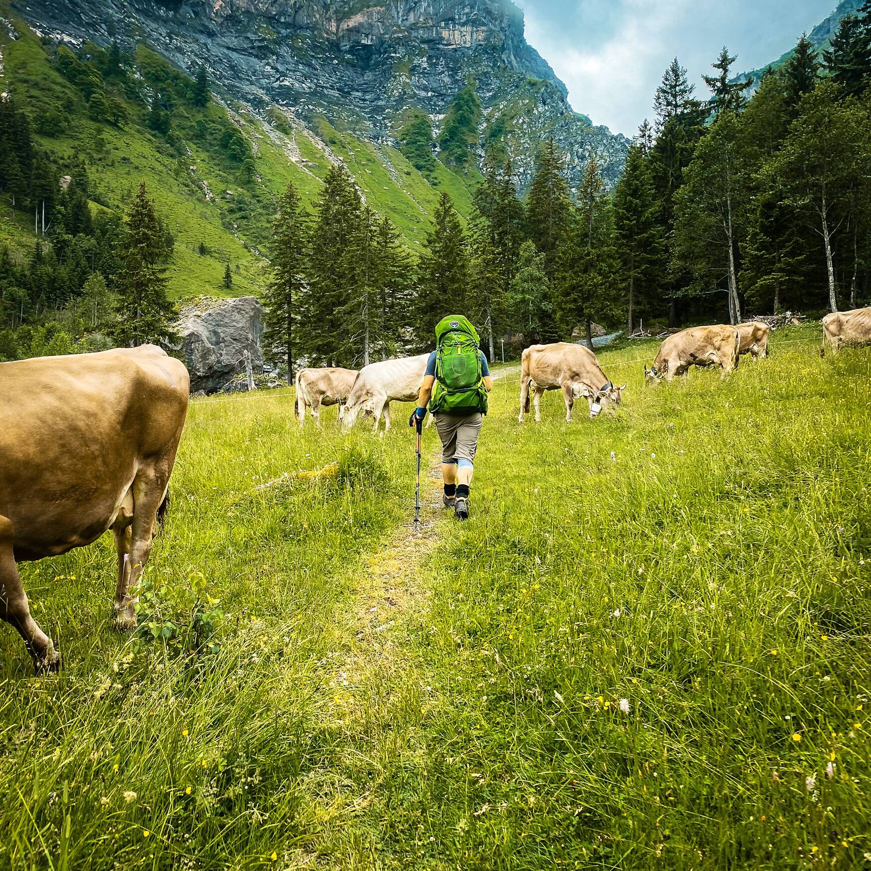 Via Alpina Green Section