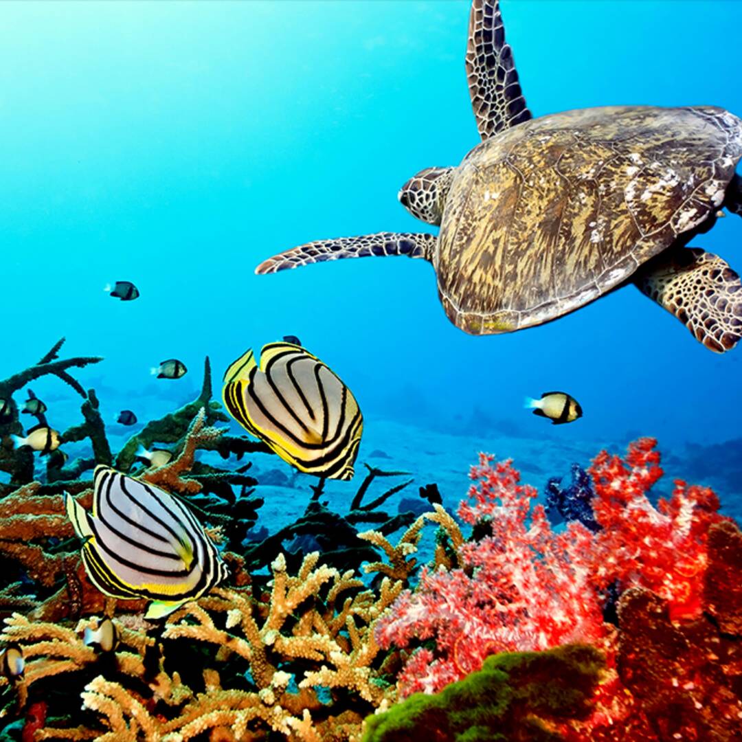 Bonaire