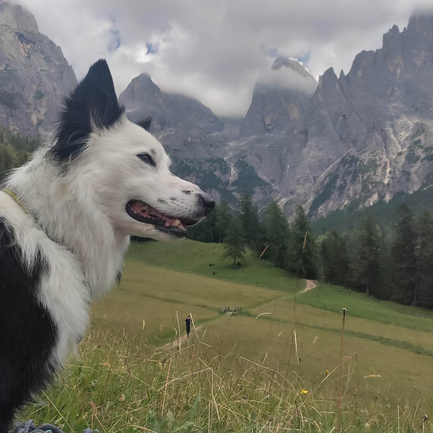 Pale di San martino
