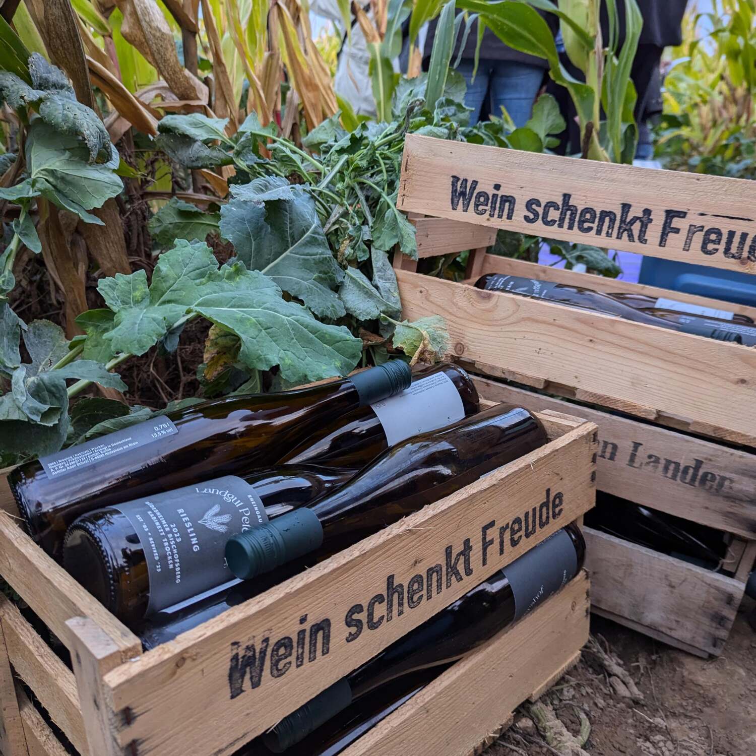 Wein Labyrinth