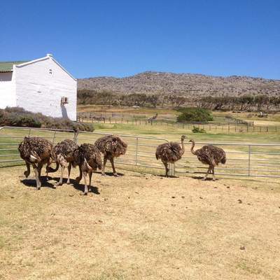 Südafrika Reise 18.2.-7.3.2017