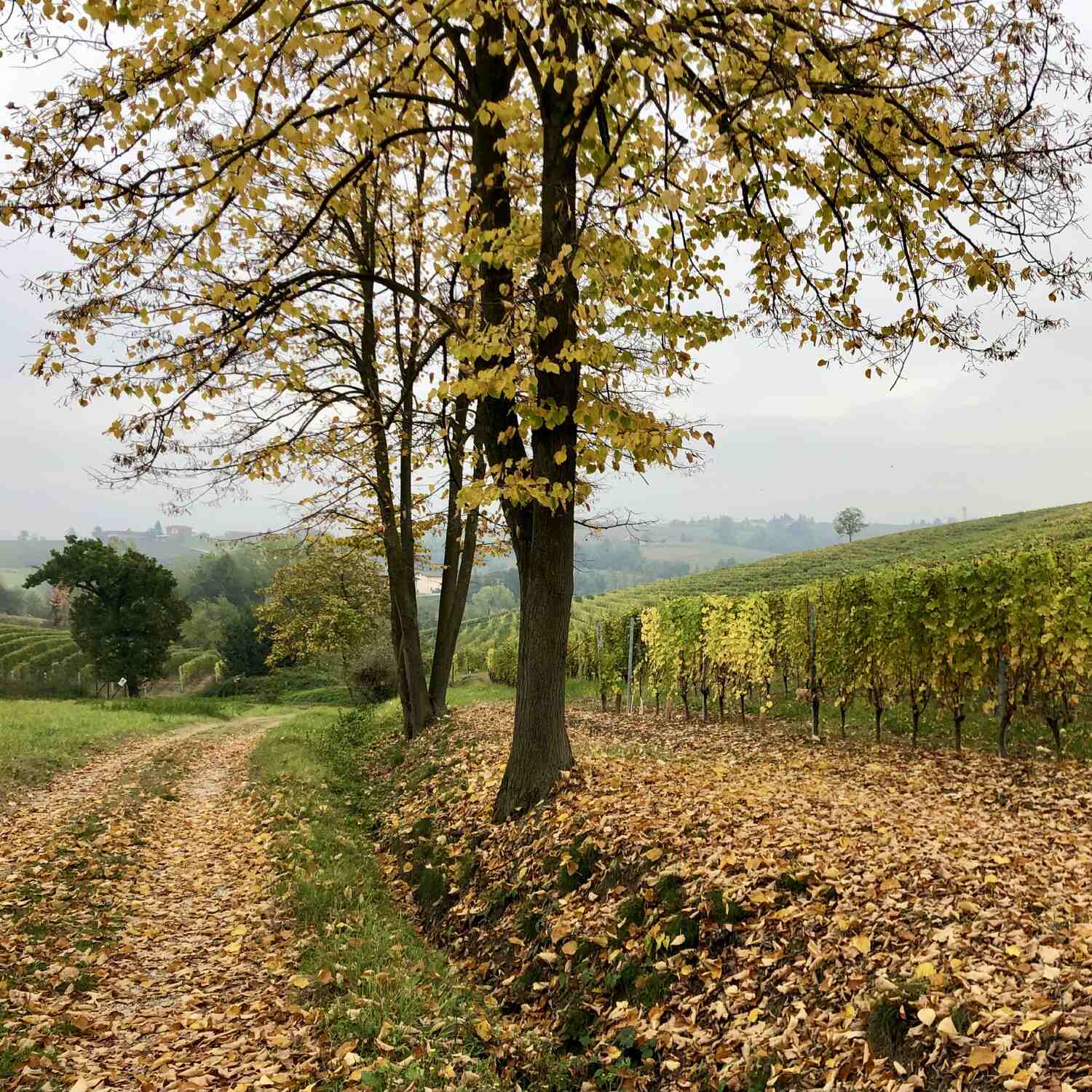 Autumn in Barolo