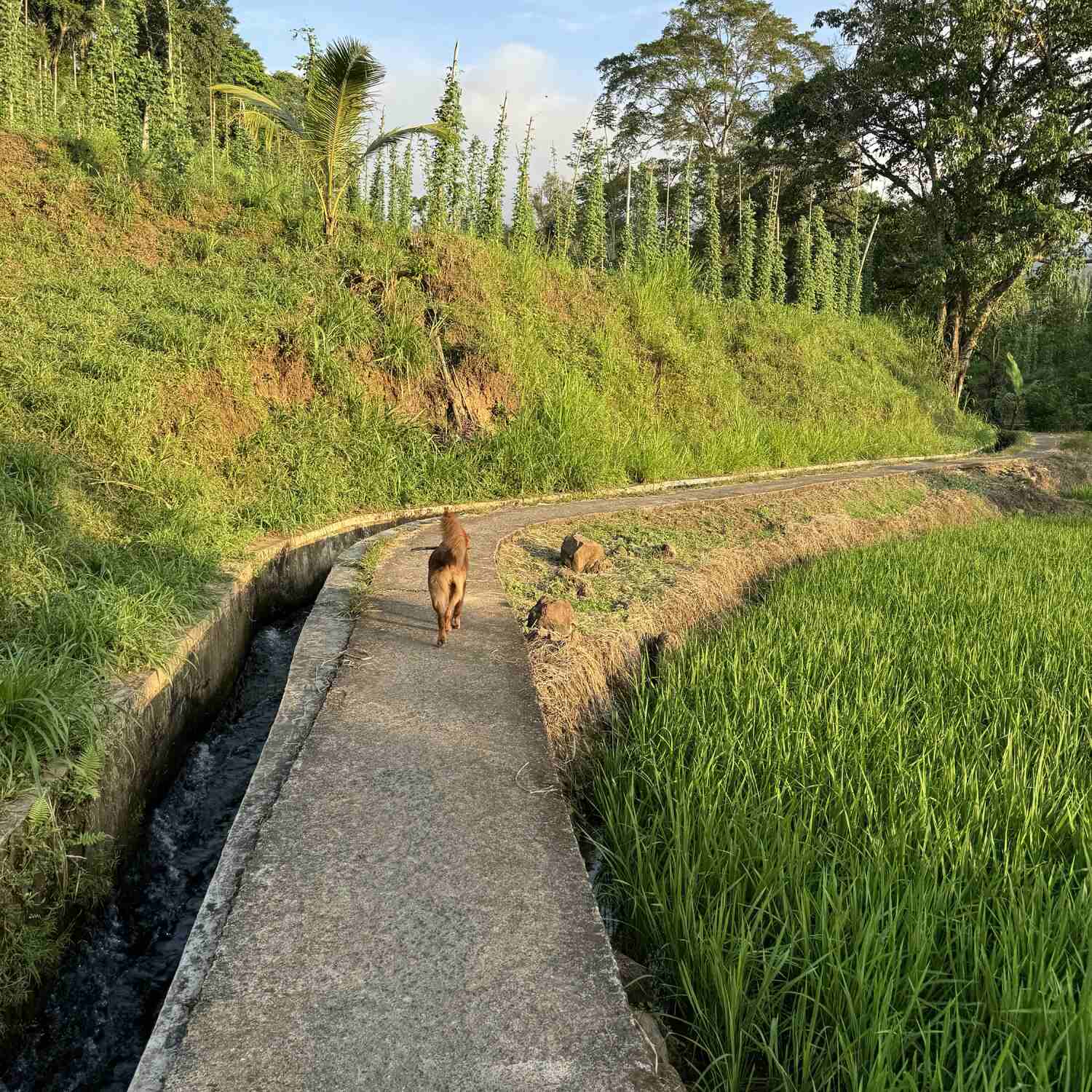 Lombok bei Oma 🇮🇩