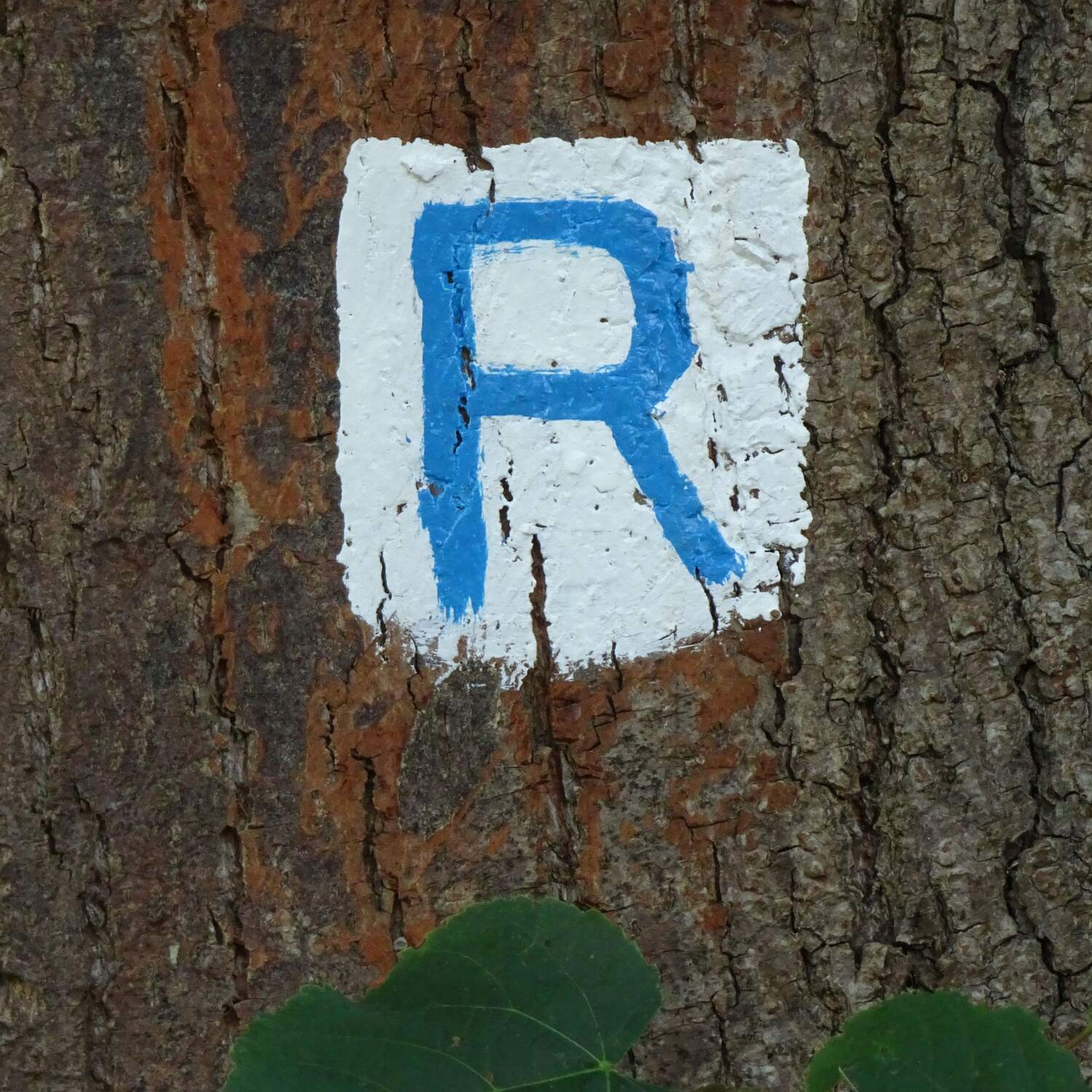 Rheinauenweg 2025 (OWK)