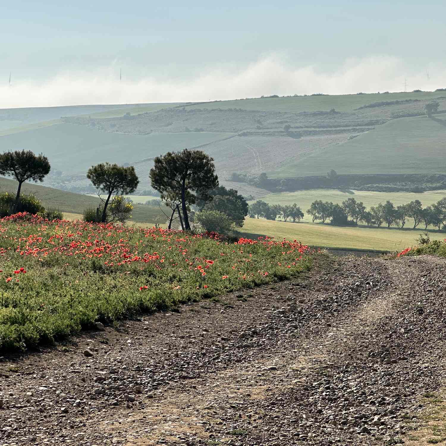 Camino de Santiago 2023/2025