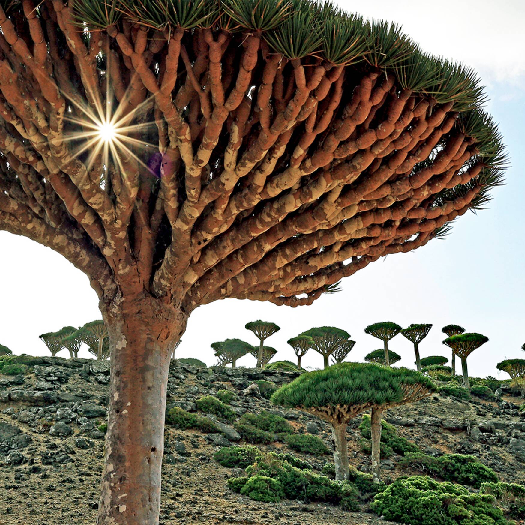 SOCOTRA