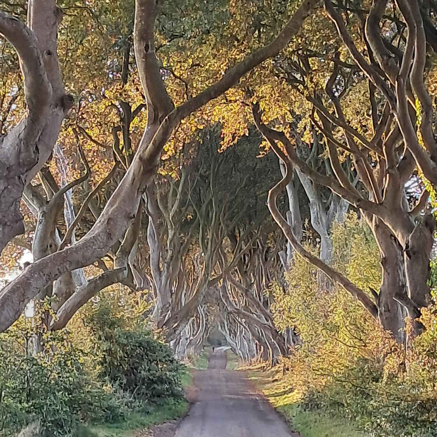To the emerald isle again
