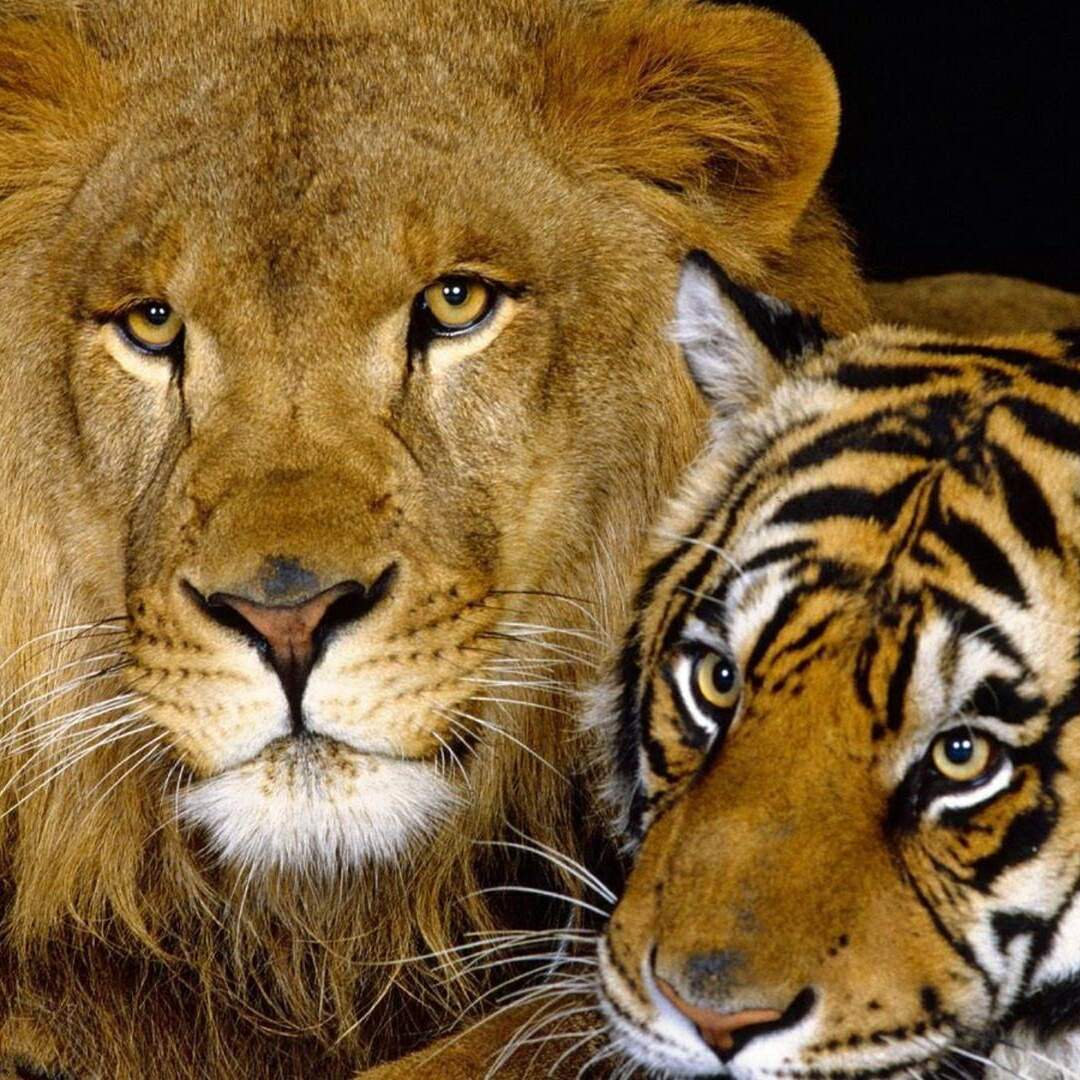 Lions and Tigers