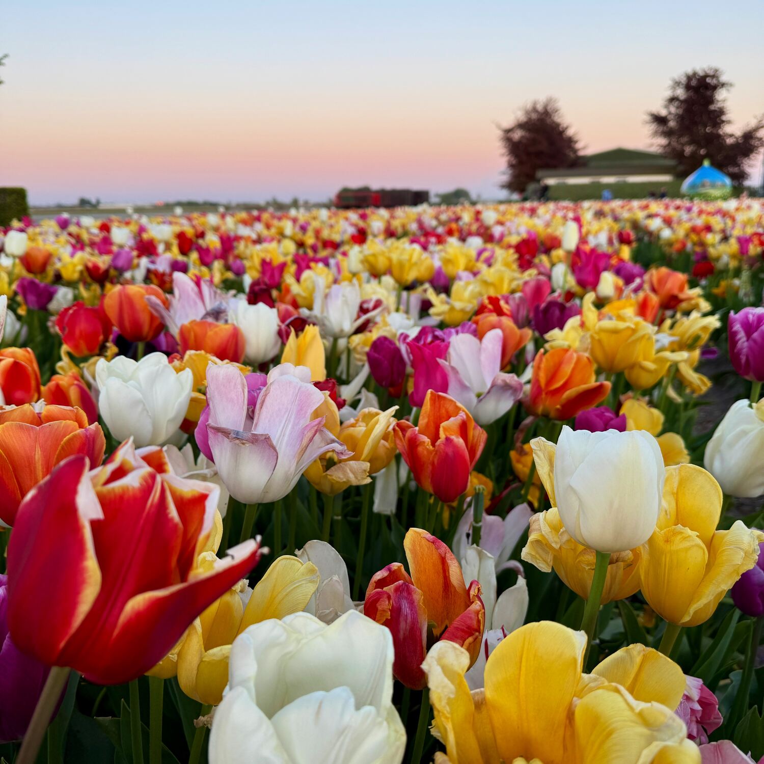 Tulpen 🌷 in Holland