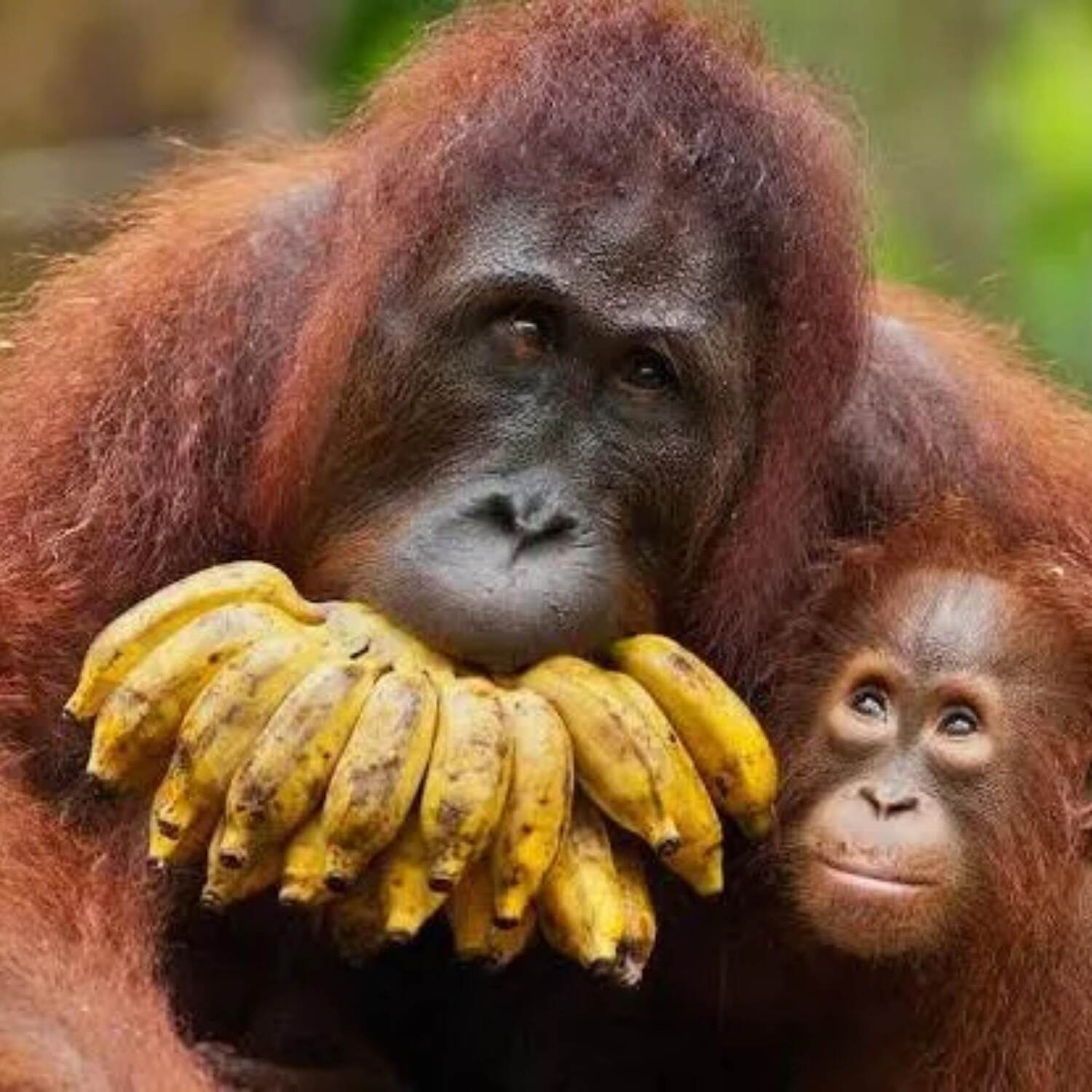 Orang Utans EXPEDITION