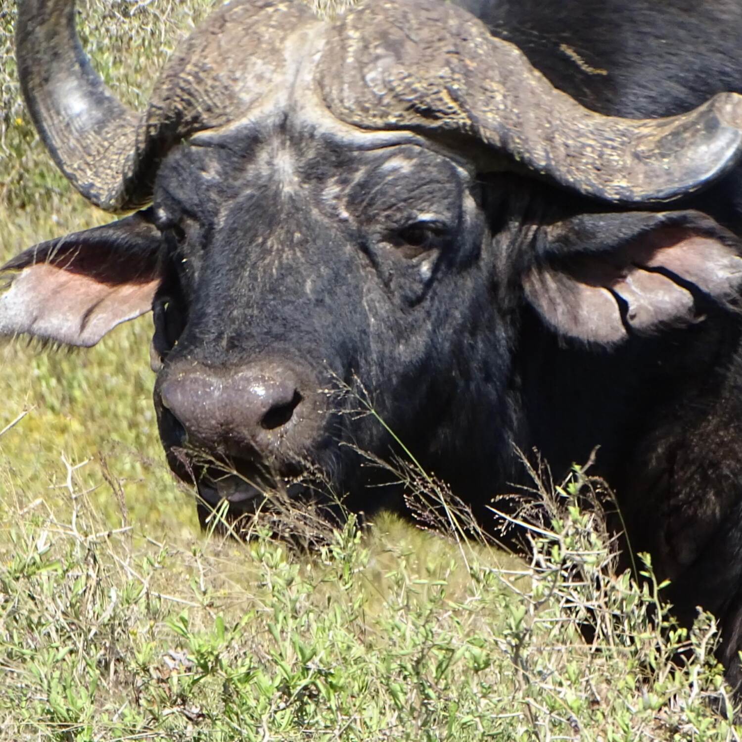 Südafrika
