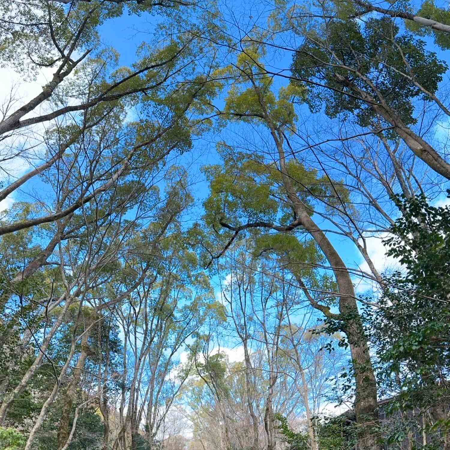 2025 Jan Kyoto Aman