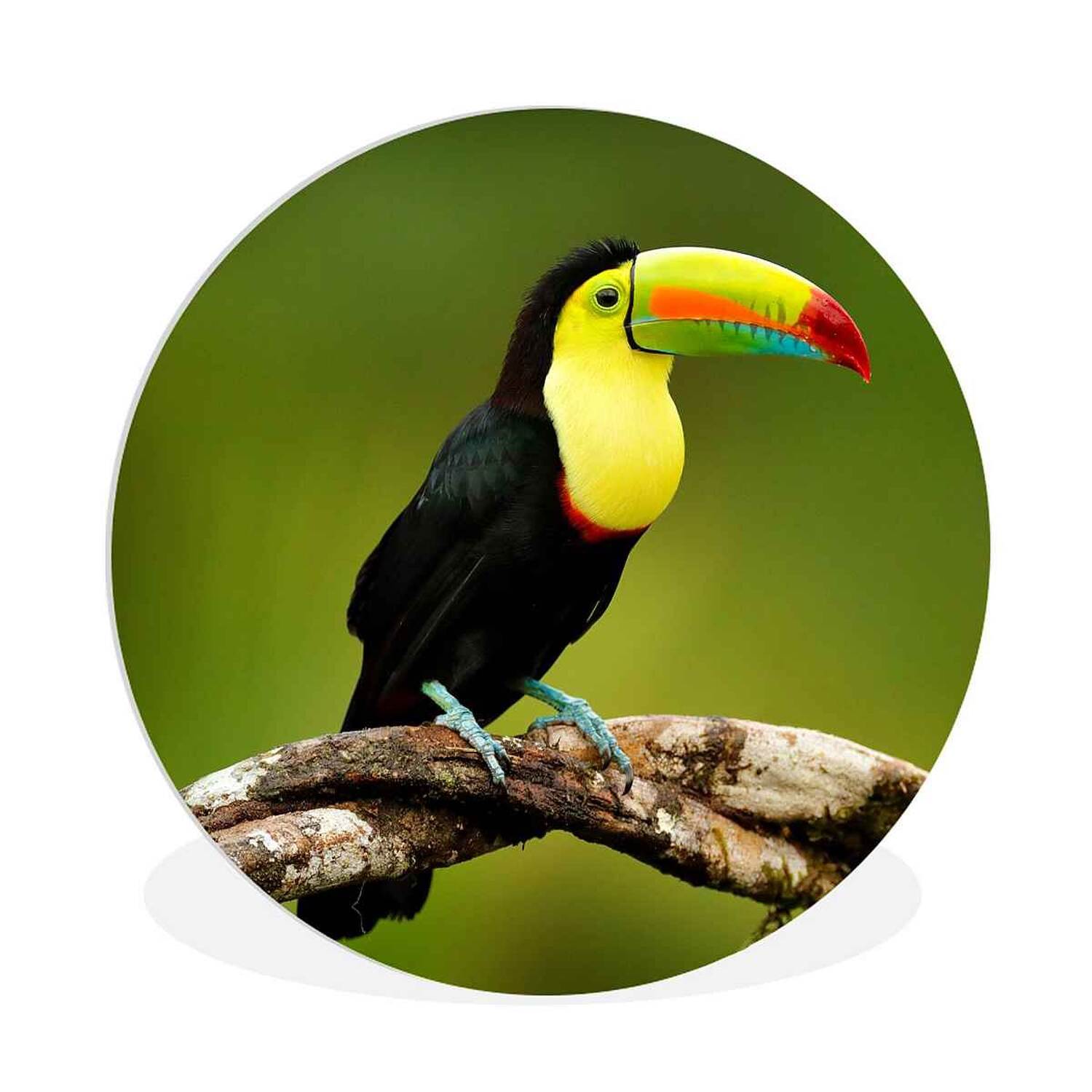 Pura Vida