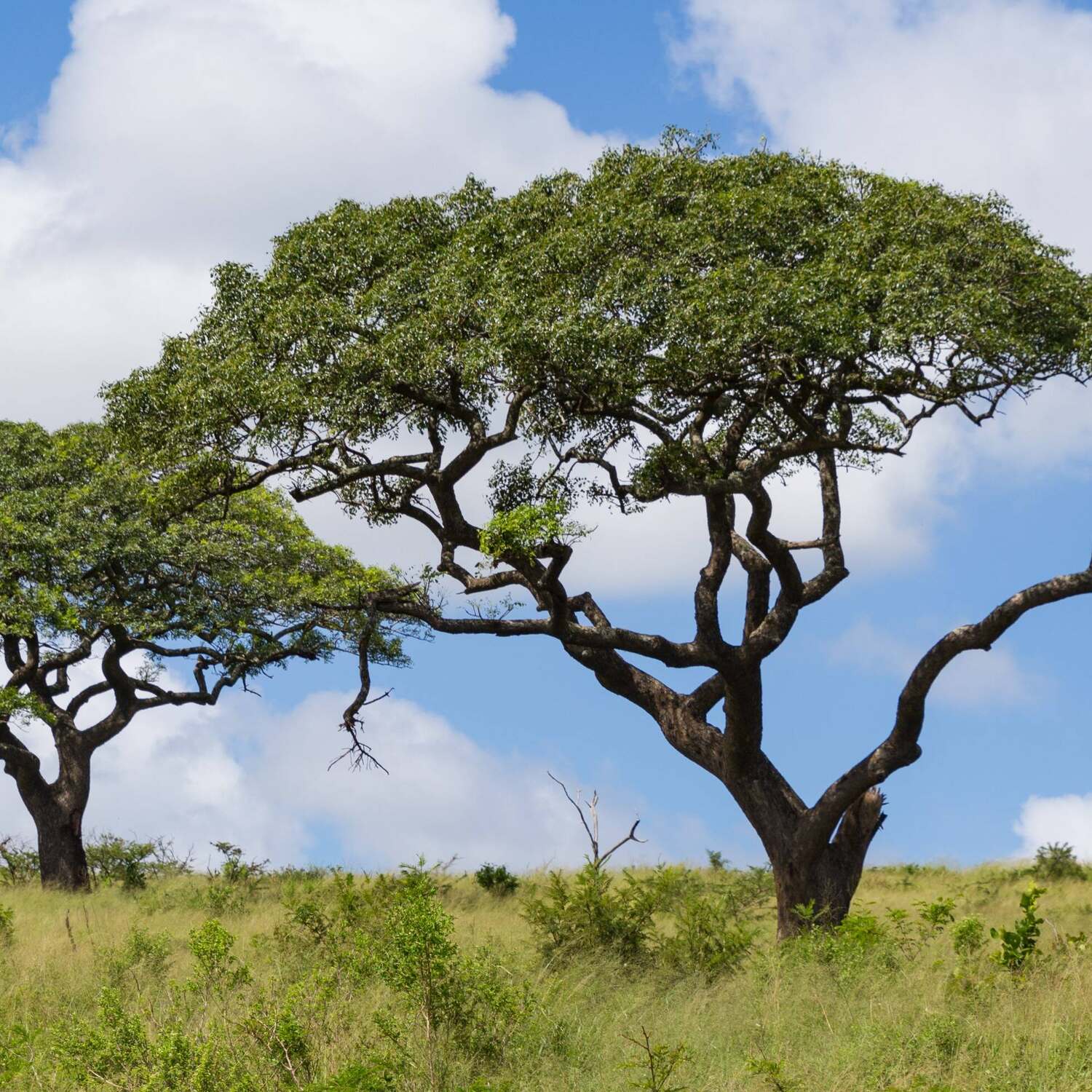 Südafrika & Mauritius