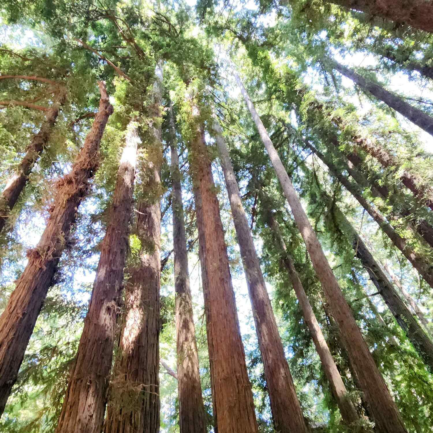 4-Day Good Times Travel