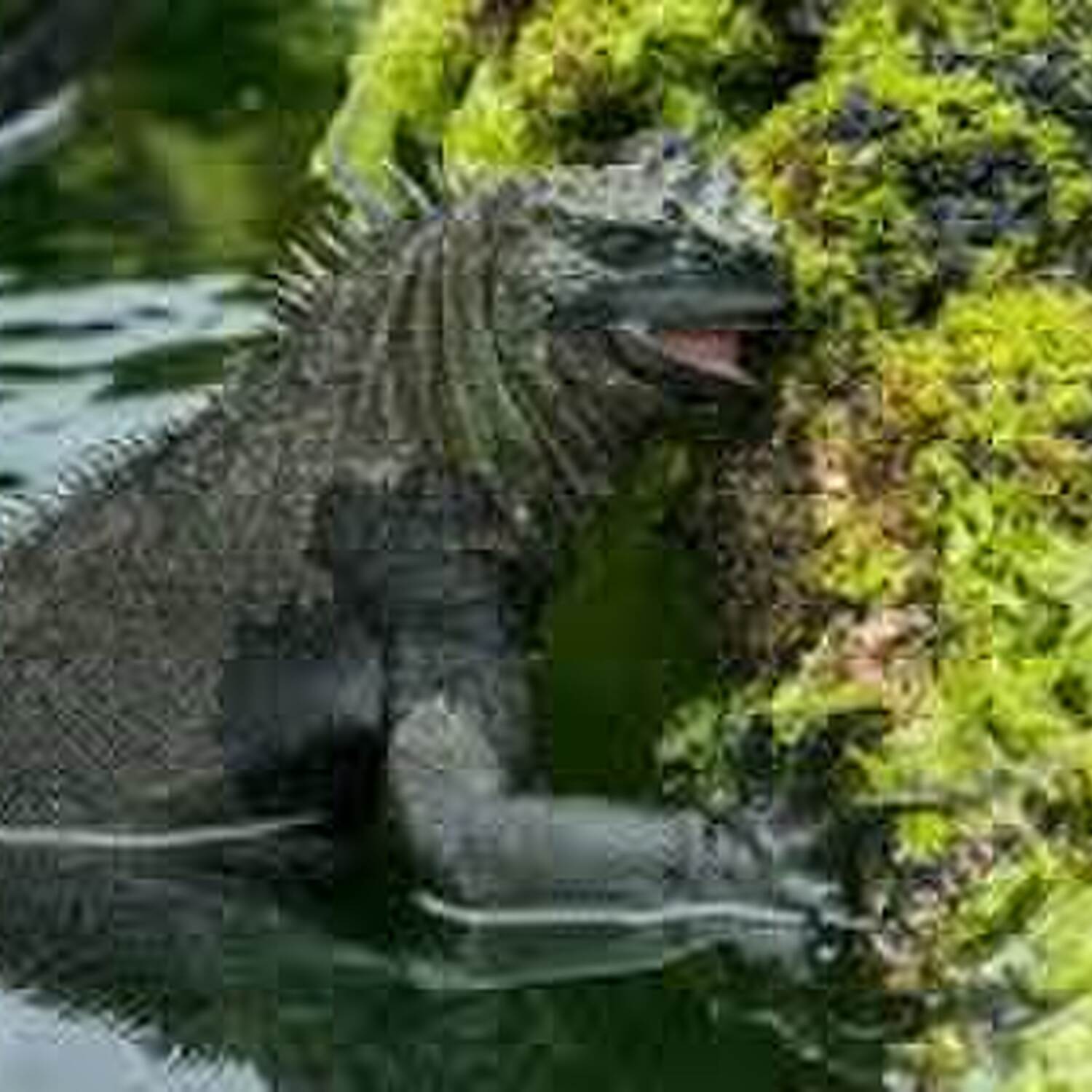 Go, Go Godzilla