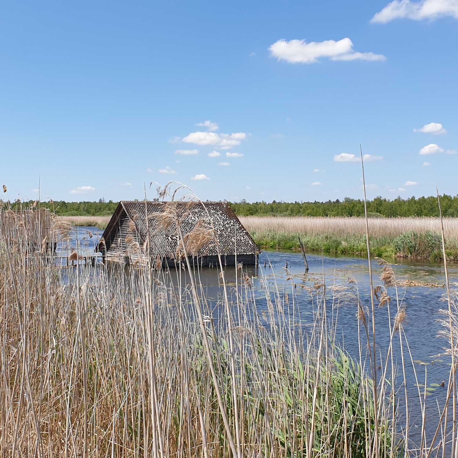 Federsee und Wackelwald