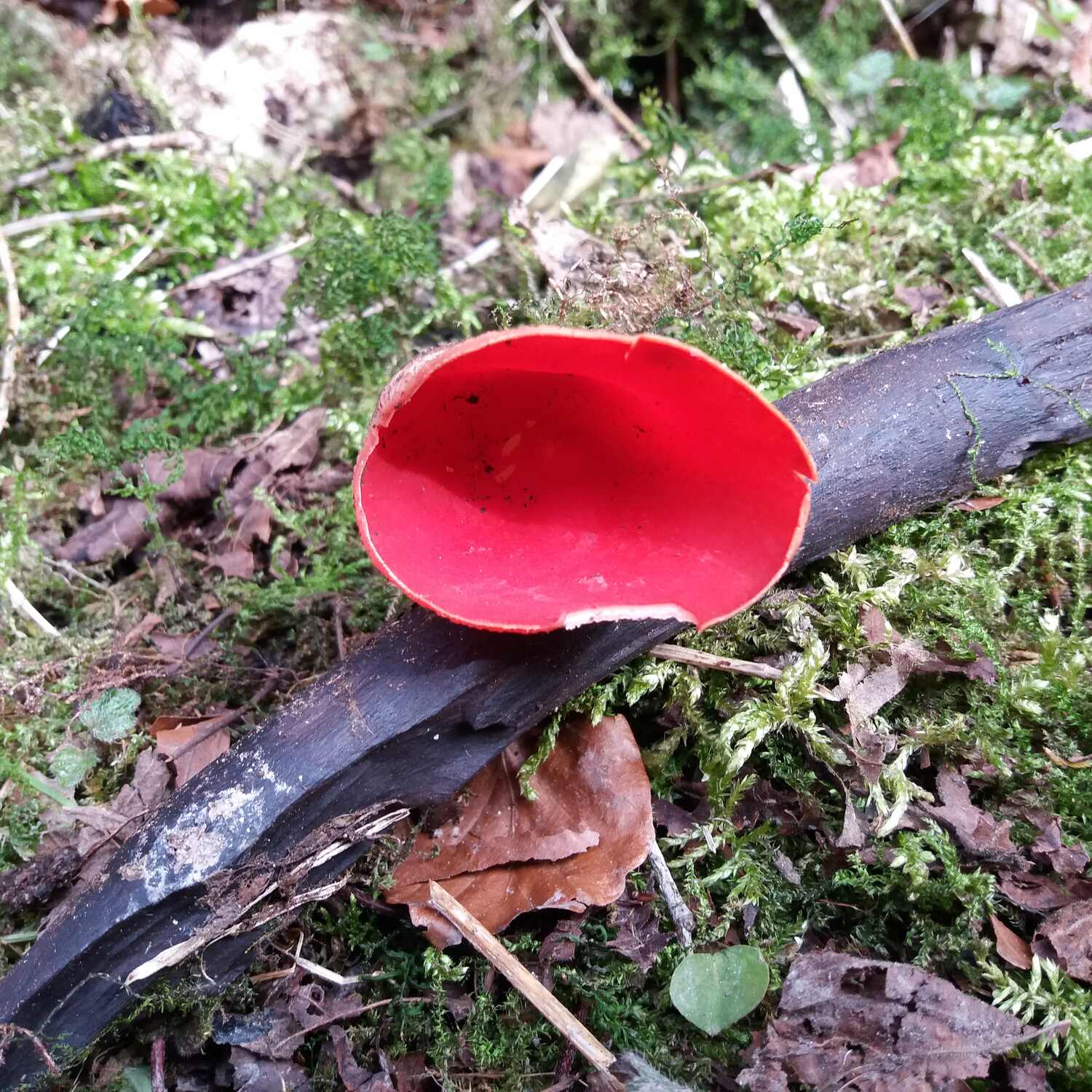 Wolfstal