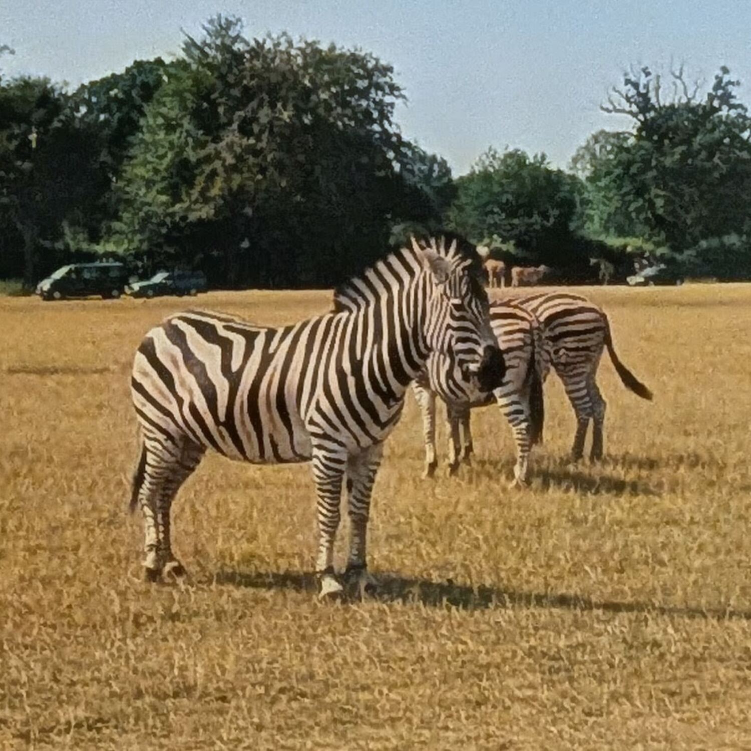 Knuthenborg Safaripark