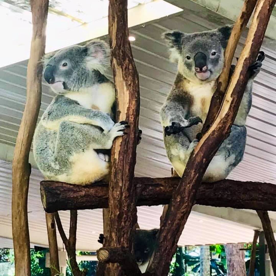 Australia 2019