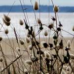 Peachtreetravelandpic