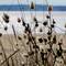 Peachtreetravelandpic