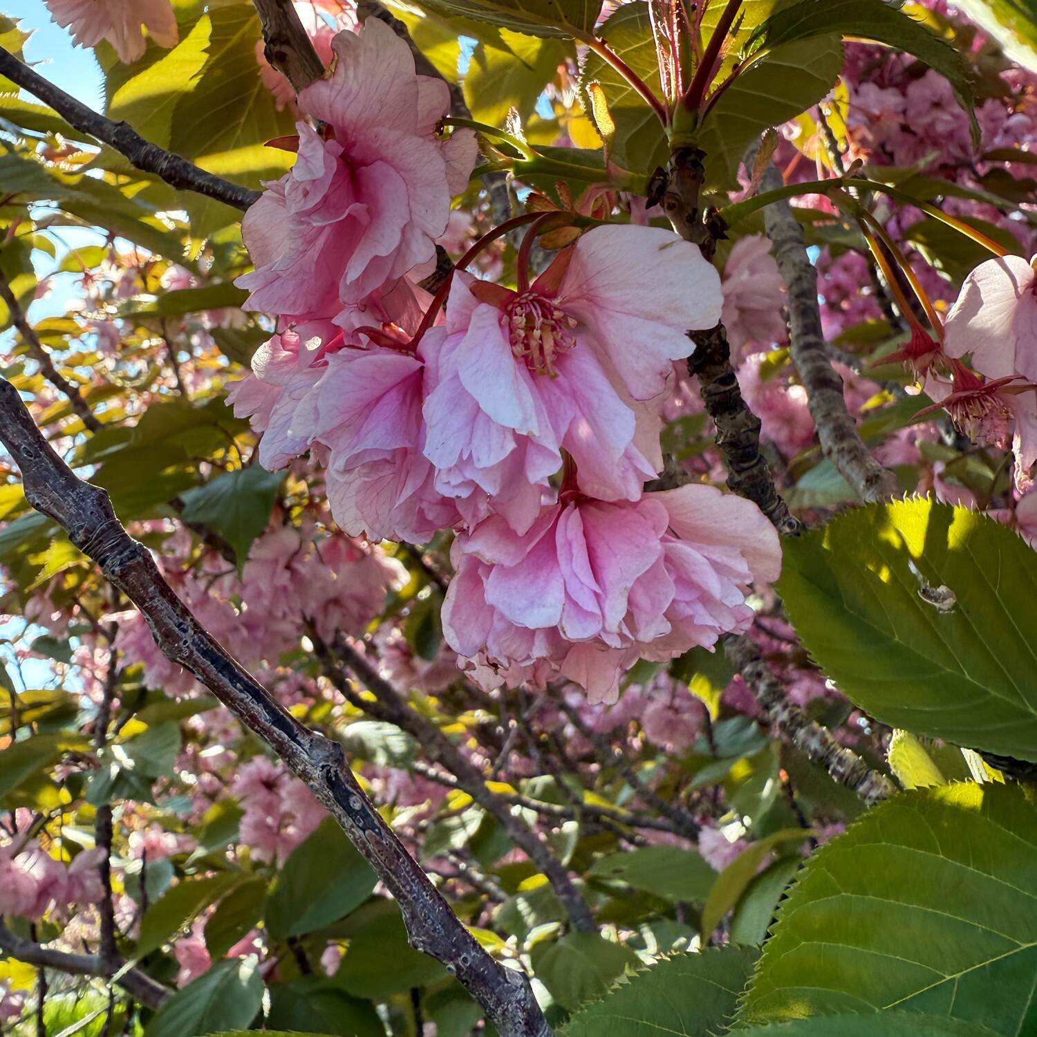 Japan - Cherry Blossoms