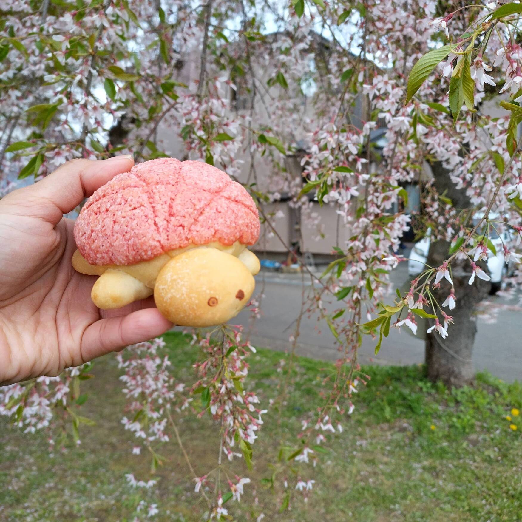 Spring in Japan 2023