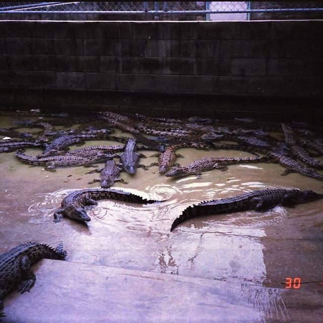 Darwin 1989