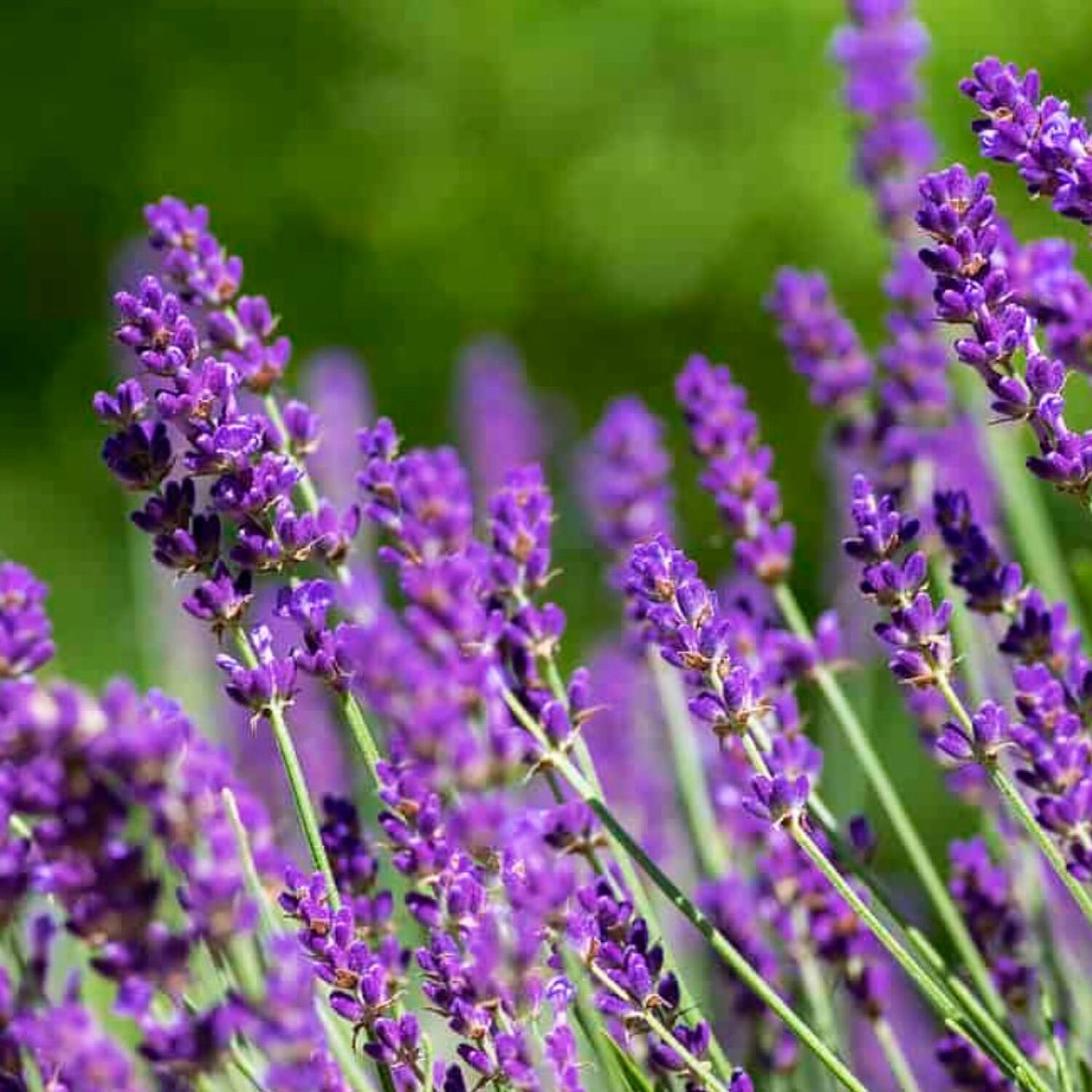 Wintering in 🇵🇹 and 🇪🇸