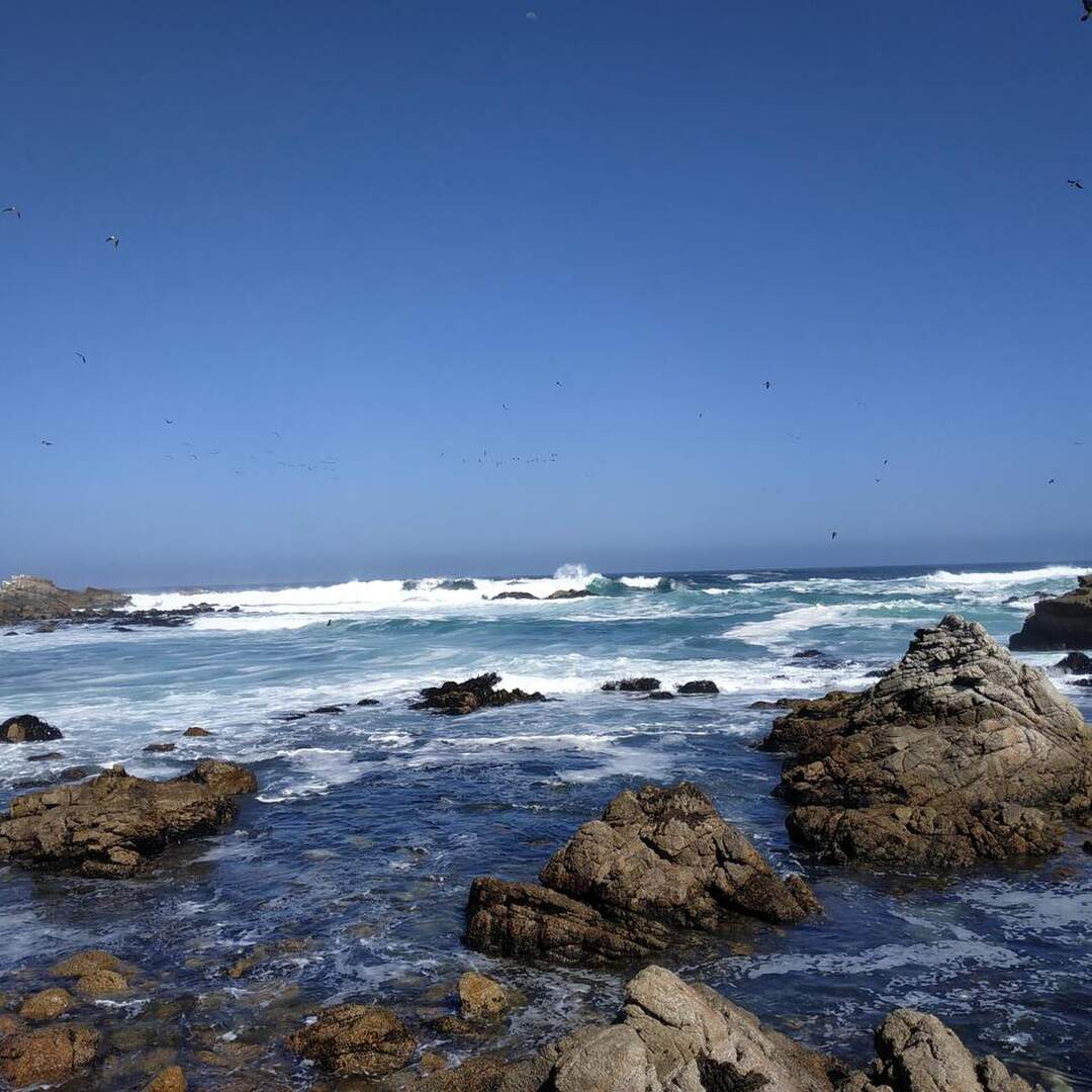 Algarrobo