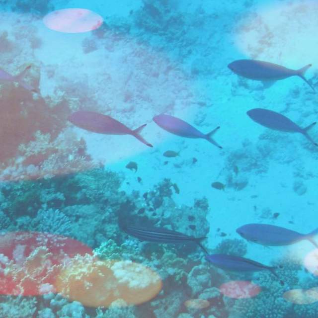 Sharm El Sheik