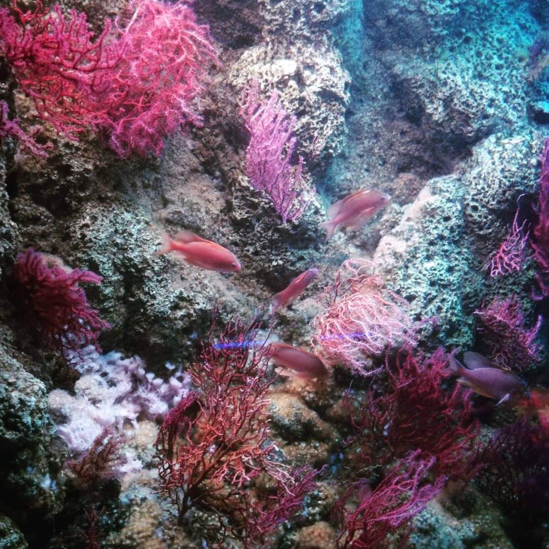 Acquario di Genova