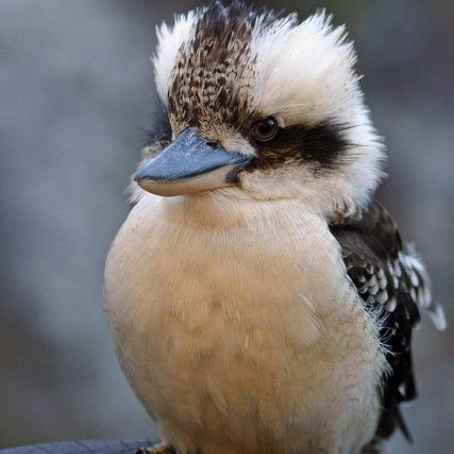 Kookaburras & Vegemite